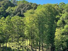-深圳仙湖植物园