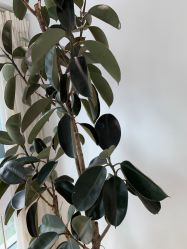 -HEYAN长风荷妍专业脱毛美肤

