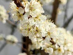 -树山生态村
