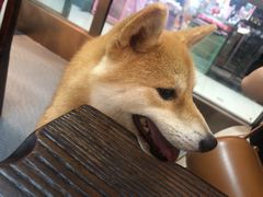 -柴源莊·柴小宠柴犬咖啡