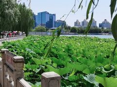 -莲花池公园