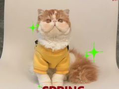 -More Fun猫咖 二十只万元加菲主题
