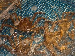 -江户前日本料理(瑞诗酒店店)