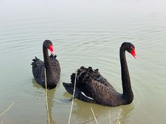 -盐城丹顶鹤湿地生态旅游区