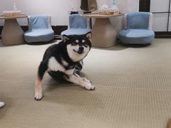 -逗柴咖啡屋·狗咖猫咖宠物桌游