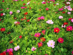 -径山花海