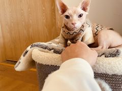 -猫腻·猫咖·撸猫馆(星光大道店)