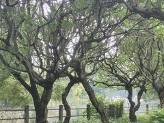 -晓港公园