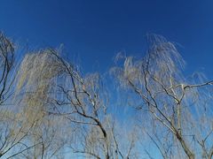 -大兴滨河森林公园