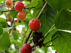 -樱桃山旅游景区