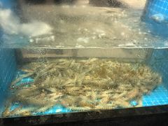 -码头鲜精致威海菜(欧乐坊店)