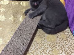 -达爱动物医院·犬猫分区·CT·复杂眼科(远洋山水分院)