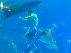 -烟台海昌鲸鲨海洋公园