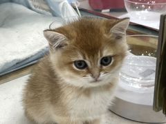 -糯米喵星人总部直营旗舰店·猫舍·幼猫出售