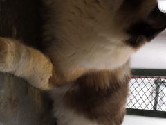 -喵屿·大理花园猫咖