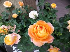 -艾溪湖湿地公园