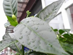 -娜娜家•Nana’Garden (福州道店)