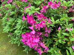 -桃花岛景观公园
