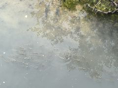 -北海金海湾红树林生态旅游区