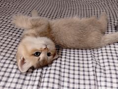 -欣宠猫屋·矮脚拿破仑·蓝金金渐层