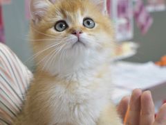 -lincat·猫舍(广州店)