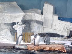 -海合安武汉极地海洋公园