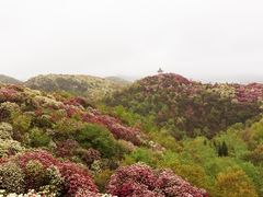 -贵州百里杜鹃风景名胜区