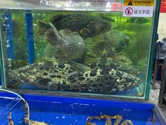 -东江海鲜酒家(艺都分店)