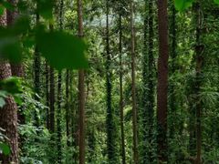 -素山寺森林公园