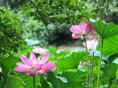 景点-近春园遗址