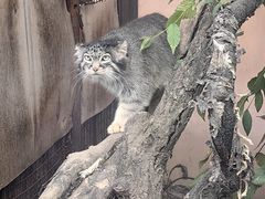 -青藏高原野生动物园