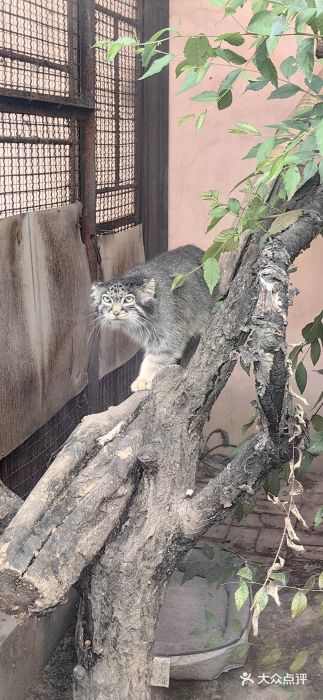 青藏高原野生动物园图片