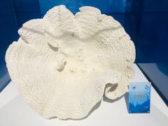 -中国地质博物馆