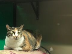 -猫咪博物馆(顶澳仔猫街店)