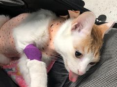 -纳吉亚猫专科动物诊疗中心(蒋宅口分院)