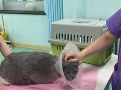 -北京观赏动物医院·24小时大型综合·猫专科·异宠专科