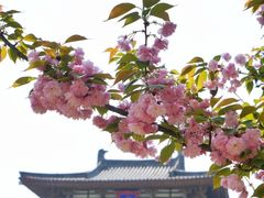 -西安青龙寺遗址景区