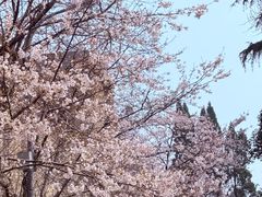 -武汉大学-樱园