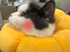 -荔康动物医院(康王北路店)