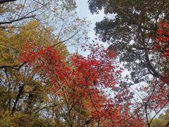 -灵隐飞来峰景区