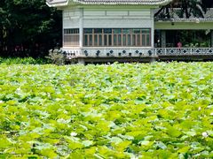 -荔湾湖公园