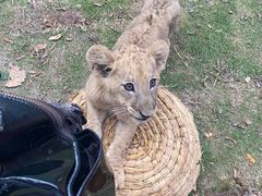 -西霞口神雕山野生动物世界