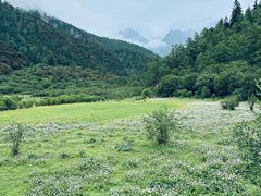 -稻城亚丁景区-冲古草甸