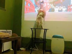 -猫猫幼稚园·撸猫·桌游·电玩