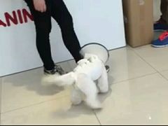 -创凡宠物医院·骨专科  猫科中心(西乡分院)