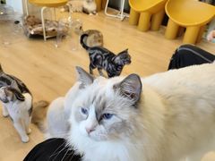 -有喵·猫咖·狗咖·30几只猫10只小狗(岗厦店)