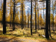 -塞罕坝国家级自然保护区