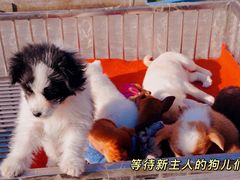 -宿州花鸟鱼虫古玩宠物大市场