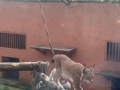 -青藏高原野生动物园