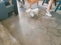 -百好乐宠物友好餐厅(朝外大街店)